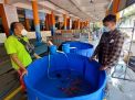 SIB Tetap Sepi Meski Diubah Jadi Pasar Ikan Hias, Pedagang: Rugi!
