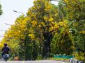 Bunga Tabebuya Bermekaran Lagi, Kota Surabaya pun Kian Cantik