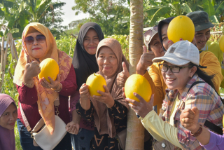 Pertaniah di Tengah Kota, Surabaya Panen 2 Ton Golden Melon, Lokasinya di Sini