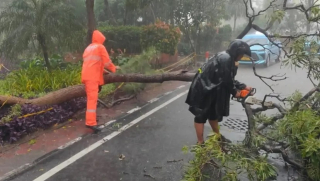 Surabaya Dihajar Hujang Angin, 7 Pohon Tumbang