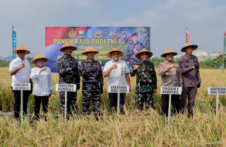 Mantap! Pemkot Surabaya dan TNI AL Gelar Panen Raya Padi Serentak