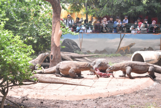 Kebun Binatang Surabaya Hadirkan Edukasi Interaktif Lewat Keeper Talk Komodo