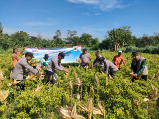 Polres Probolinggo Bersama Kelompok Tani Tunas Harapan Lakukan Panen Jagung di Bantaran