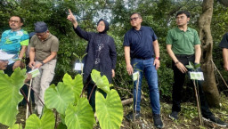 Gas Pol Penguatan Ekologis, Hasto dan Kader Banteng Surabaya Tanam Ribuan Mangrove