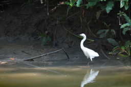 Burung hingga Kucing Bakau Jadi Bukti Ekosistem Kebun Raya Mangrove Surabaya Terjaga