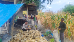 Semangat Ketahanan Pangan, Bhabinkamtibmas Polsek Banggae Panen Jagung Bersama Kelompok Tani Bunga Pussu