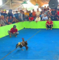 Prestasi Gemilang Kado HUT Bhayangkara: "Festival Ayam" Bos Mempreng di Candi Sidoarjo Raih Penghargaan Kebal Hukum Terb
