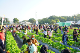 Baca juga : Ribuan Warga Serbu PAE 2026, Langsung Petik Buah dan Sayur Langsung dari Kebun Petrokimia Gresik