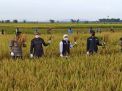 Gubernur Jatim dan Forkopimda Hadiri Panen Raya Tuban