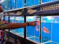 Kunjungi Lomba Ikan Louhan, Cak Ji Dorong Pameran di SWK Surabaya
