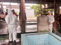 Pasca Idul Fitri, Penyakit Mulut Dan Kuku Hewan Ternak Di Jatim Terkendali
