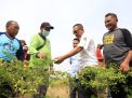 Harga Lombok Naik, Wawali Armuji Temui Petani Lombok Di Made Dan Minta Masyarakat Optimalkan Urban Farming
