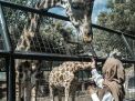 Liburan Ke Maharani Zoo Dan Goa Lamongan, Catat Harga Tiket Masuknya