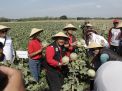 Sukses Panen Raya Buah Melon, Plt Bupati Nganjuk Dan Petani Gelar Tasyakuran