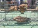BKSDA Jatim: Pemasok Satwa Langka Ilegal di Jawa dari Indonesia Timur