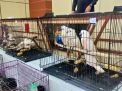 Jual Satwa Langka di Medsos Seharga Rp 15 Juta, Dua Orang Diringkus