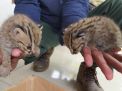 Bayi Kucing Hutan Gemparkan Warga Lamongan hingga BKSDA Turun Tangan