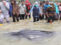 Ada 49 Paus Terdampar di Perairan Madura, Hanya 3 yang Hidup