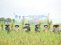 Lamongan Penyumbang Padi Terbesar di Jatim, Ini Rahasianya