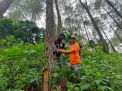 3 Bulan Pasang Trap Kamera, BKSDA Belum Dapati Penampakan Harimau