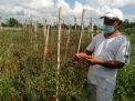 Pandemi Covid-19 bikin Harga Cabai tak 'Pedas' Lagi, Bagaimana Nasib Petani?