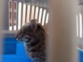 Tangkap Macan, Warga Tulungagung Serahkan Ke BKSDA