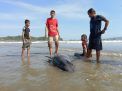 Tiga Lumba-Lumba Terdampar di Pantai Sidem Tulungagung, Dua Selamat, Satu lagi begini Nasibnya