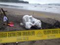 Lumba-lumba yang Terdampar di Pantai Sidem ternyata Berjenis Ini