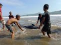 Hasil Nekropsi Lumba-lumba di Pantai Sidem, Ditemukan Keanehan pada Perut dan Rahimnya