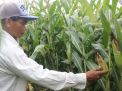 Tikus Menyerang Lahan Jagung, Petani Tulungagung Gunakan Pewangi Pakaian