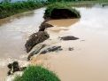Tanggul Sungai Jebol, Puluhan Hektare Lahan Pertanian di Tulungagung Terendam dan Gagal Panen