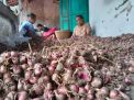 Banjir, Petani Bawang Merah di Tulungagung Merugi