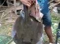 Gawat! Ditemukan Ikan Predator di Sungai Brantas