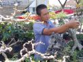 Cuan Bisnis Bonsai, Stabil dan Menjanjikan