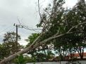Pohon Tumbang Padamkan Listrik di 4 Kecamatan Tulungagung