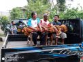 Terpeleset, Seorang Pekerja Terjatuh Dan Meninggal