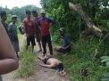 Cari Ikan Mabuk, Pemuda Tapan Tewas Tenggelam