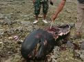 Seekor Ikan Paus Ditemukan Termutilasi di Pantai Bangkalan