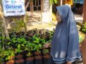 Harga Cabai Melejit, Ini Solusi dari Kampung di Lamongan