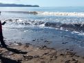 Hiu Paus yang Terdampar di Pantai Bayem Akhirnya Mati