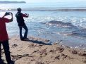 Hiu Paus Mati di Pantai Tulungagung, Makan Dagingnya Bisa Keracunan