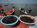 Foto: Panen Kerang Kupang Jumbo