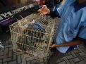 FOTO: Penggagalan Satwa Tanpa Dokumen