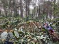 Peminat Kopi Trawas Mojokerto Membludak, Banyak Dipesan Pengusaha Kafe