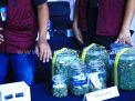 Bareskrim Bongkar Lab Narkoba, 3 WNA Ditangkap, Ganja Hidroponik dan Mephedrone Disita