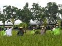 Cak Eri dan Kelompok Tani Panen Raya Padi Seluas 2 Hektare di Pakal