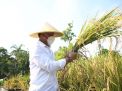 Demi Kedaulatan Pangan, Taman Surya Surabaya Dijadikan Sawah