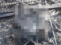 Sadis, Bayi Baru Lahir Dibuang dan Dibakar di Jember