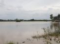Musim Hujan, 5.432 Hektare Lahan Sawah Padi di Jatim Terdampak Banjir