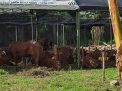 Catat, Ini Aturan Bagi Angkutan Hewan Kurban Yang Masuk ke Surabaya